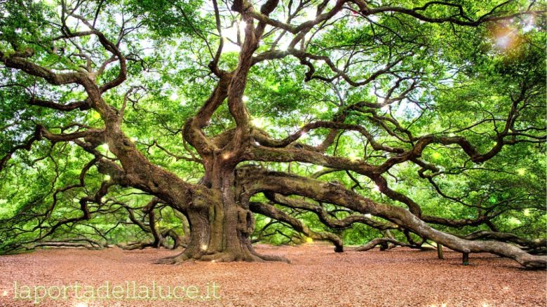 Guarire l'Albero Genealogico: La restituzione delle colpe (albero genealogico,ingiustizia,senso di colpa,antenati) La Porta della Luce