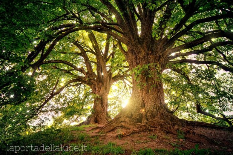 Guarire l'Albero Genealogico: Senso di colpa e perdita (albero genealogico,senso di colpa,costellazioni familiari,guarire,morte) La Porta della Luce