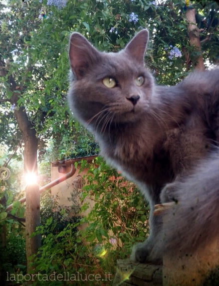 I Gatti - Channeling (i gatti,gatti,libertà,spontaneità,istintività,angeli,channeling,canalizzazione) La Porta della Luce
