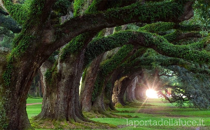 Guarire l'Albero Genealogico: Saper dire No (dire no,albero genealogico,saper dire no,consapevolezza,senso di colpa) La Porta della Luce