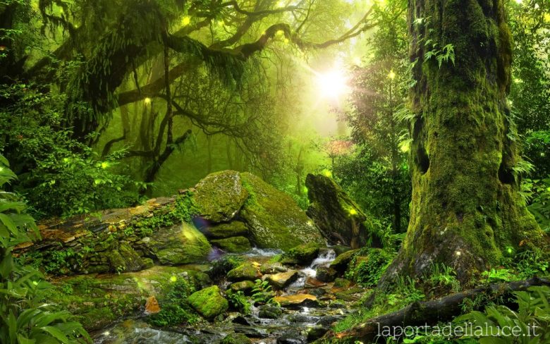 Parlare con gli alberi (alberi,parlare,natura,messaggio,bosco) La Porta della Luce