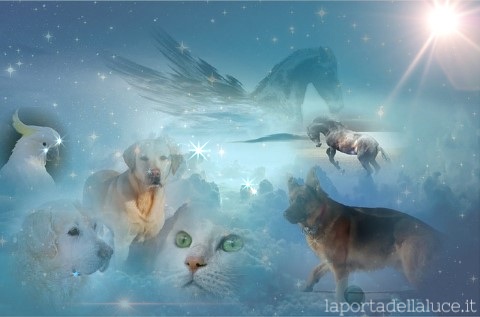Breve messaggio: quando un amico a quattro zampe ci lascia - Channeling (messaggio,channeling,animali,canalizzazione,angeli,morte) La Porta della Luce
