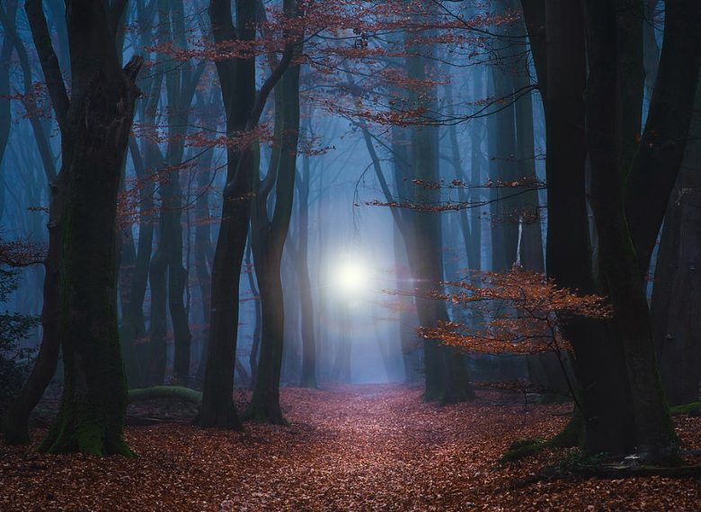 Lo Spirito del bosco (spirito,bosco,elementali,etere,alberi) La Porta della Luce