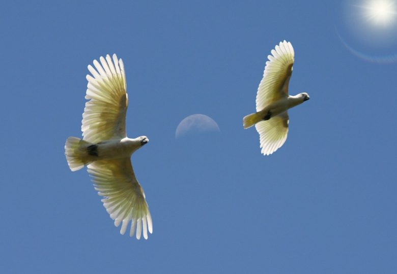 Onorare il passato e vivere il presente - Channeling (passato,onorare,vivere,presente,angeli,channeling,canalizzazione) La Porta della Luce
