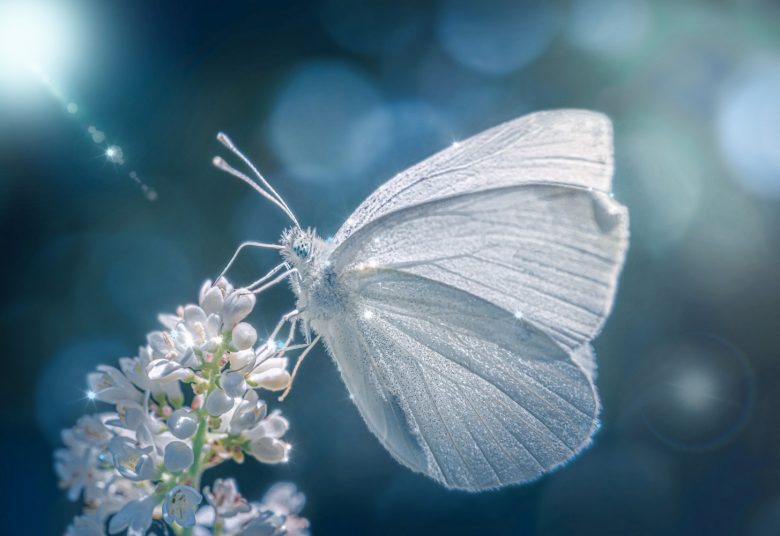 L'equilibrio dell'ego (ego,equilibrio,emozioni,umore) La Porta della Luce
