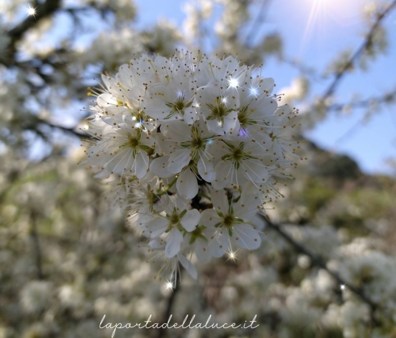 Portare pace nel passato e nell'Anima - Channeling (passato,anima,antenati,albero genealogico,angeli,channeling,canalizzazione) La Porta della Luce
