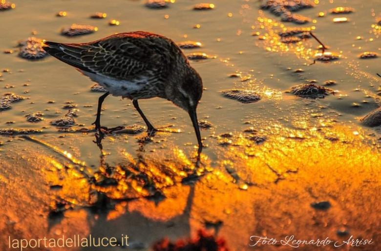 La Natura è viva - collaborare con gli Elementari (natura,angeli,terra,esseri,spiriti) La Porta della Luce