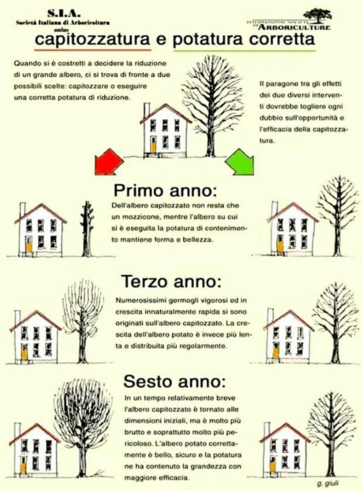 Seminate la Vita - la memoria degli alberi - Channeling - La Porta della Luce Seminate la Vita - la memoria degli alberi - Channeling (alberi,memoria,custodi,saggezza,terra,capitozzatura,angeli,channeling,canalizzazione) La Porta della Luce
