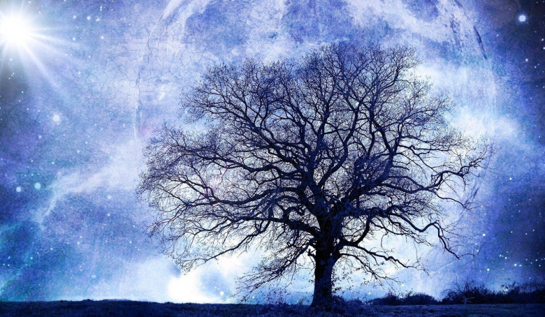 Seminate la Vita - la memoria degli alberi - Channeling (alberi,memoria,custodi,saggezza,terra,capitozzatura,angeli,channeling,canalizzazione) La Porta della Luce