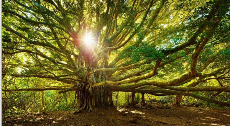 Liberare le memorie delle Madri per guarire la propria vita (madri,guarire,albero genealogico,memorie,materna) La Porta della Luce