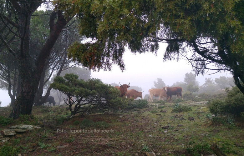 Oltre la nebbia della sofferenza - Channeling (sofferenza,channeling,canalizzazione,dispiacere,consapevolezza,malinconia) La Porta della Luce
