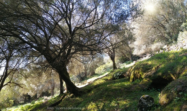 Guarire l'Albero Genealogico - L'infelicità nelle relazioni di coppia (albero genealogico,guarire,costellazioni familiari,relazione coppia,infelicità,relazioni,preghiera) La Porta della Luce