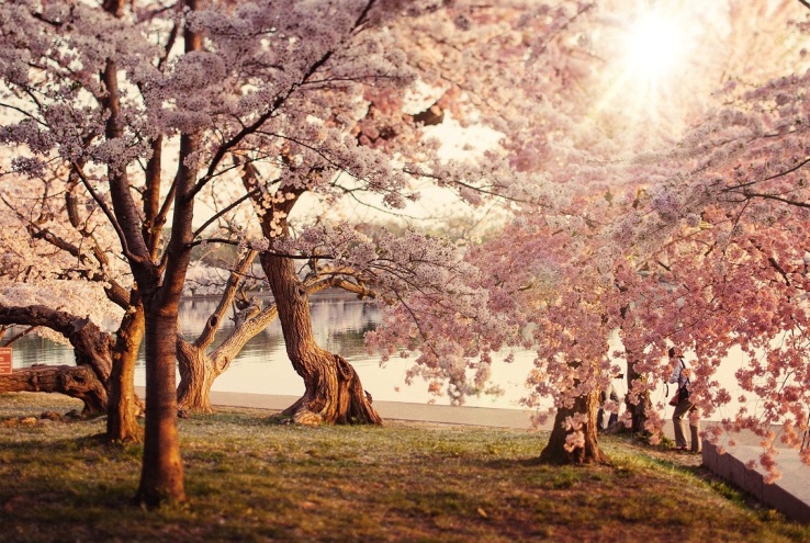 Guarire l'Albero Genealogico: la raccolta dei frutti, abbondanza e gioia (albero genealogico,guarire,abbondanza,antenati,successo,paura) La Porta della Luce