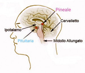 La ghiandola pineale - la porta del Sè Superiore - La Porta della Luce La ghiandola pineale - la porta del Sè Superiore (ghiandola pineale,Sé Superiore,anima,terzo occhio,risveglio) La Porta della Luce