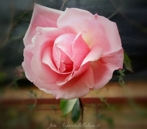 La Rosa e il Divino Femminile (rosa,divino femminile,sacro,venere,rosa mistica) La Porta della Luce