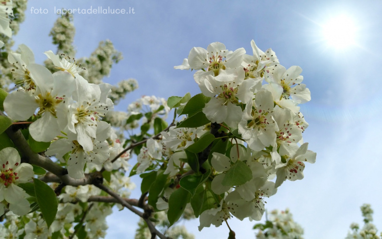 Il timore della malattia, ritrovare la salute - Channeling (malattia,salute,channeling,canalizzazione,corpo,paura) La Porta della Luce