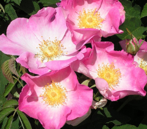 La Rosa e il Divino Femminile (rosa,divino femminile,sacro,venere,rosa mistica) La Porta della Luce