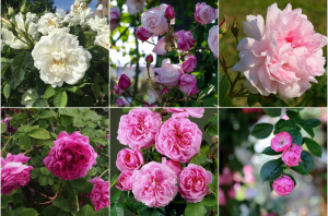 La Rosa e il Divino Femminile (rosa,divino femminile,sacro,venere,rosa mistica) La Porta della Luce