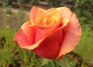 La Rosa e il Divino Femminile (rosa,divino femminile,sacro,venere,rosa mistica) La Porta della Luce