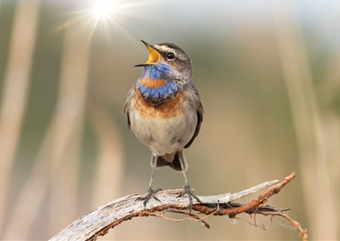 Il potere della voce... gli effetti sugli altri e sul mondo (voce,potere,effetti,canto,vantare,mantra) La Porta della Luce