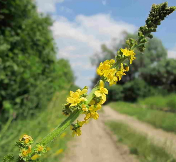 Fiori di Bach - Agrimony: essere in pace con sé stessi - La Porta della Luce Fiori di Bach - Agrimony: essere in pace con sé stessi (armonia,ricchezze,dio,pace,unità) La Porta della Luce