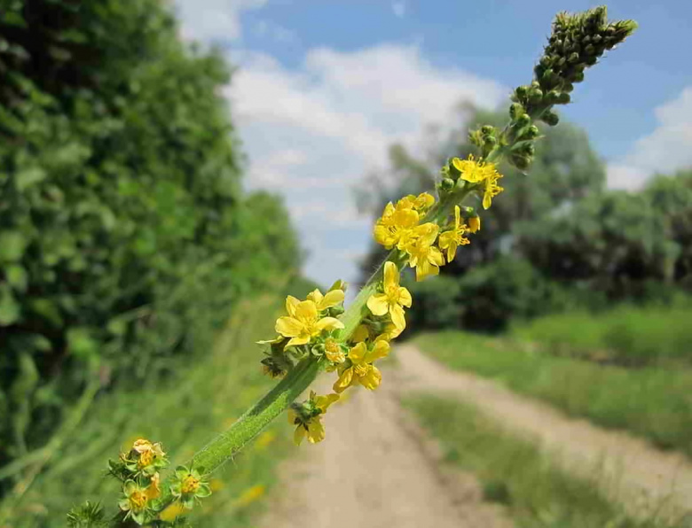 Fiori di Bach - Agrimony: essere in pace con sé stessi (Agrimony,fiori di bach,armonia,conflitto,rimedio floreale,gocce) La Porta della Luce