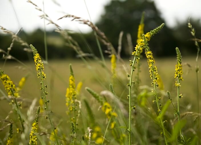 Fiori di Bach - Agrimony: essere in pace con sé stessi (Agrimony,fiori di bach,armonia,conflitto,rimedio floreale,gocce) La Porta della Luce