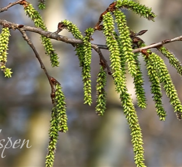 Fiori di Bach - Aspen: sentirsi protetti e al sicuro - La Porta della Luce Fiori di Bach - Aspen: sentirsi protetti e al sicuro (anima,spirito,guarigione,malattie,sofferenza) La Porta della Luce