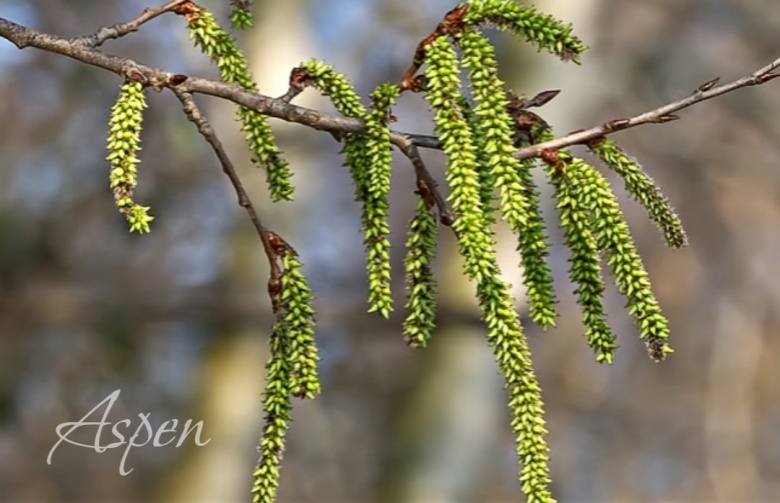 Fiori di Bach - Aspen: sentirsi protetti e al sicuro (aspen,gocce,paura,fiori di bach,rimedio floreale,fiore) La Porta della Luce