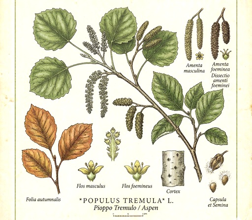 Fiori di Bach - Aspen: sentirsi protetti e al sicuro (aspen,gocce,paura,fiori di bach,rimedio floreale,fiore) La Porta della Luce