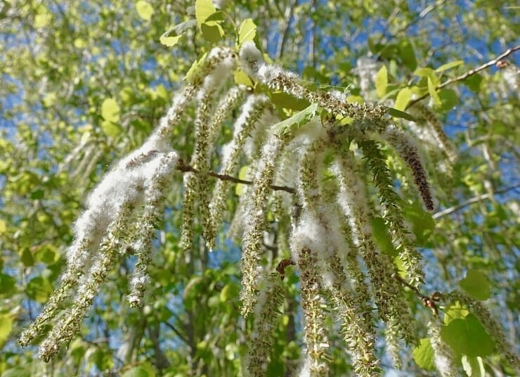 Fiori di Bach - Aspen: sentirsi protetti e al sicuro (aspen,gocce,paura,fiori di bach,rimedio floreale,fiore) La Porta della Luce