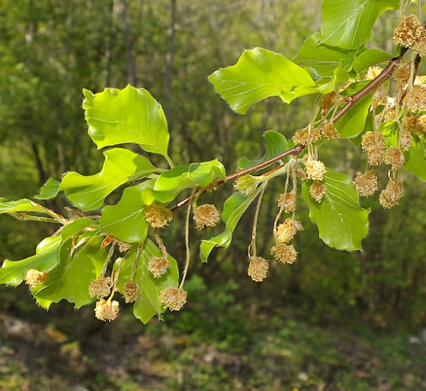 Fiori di Bach - Beech: sviluppare l'empatia e la tolleranza (raggio,7 raggi,jofiel,giallo,illuminazione,saggezza,kuthumi,maestri) La Porta della Luce