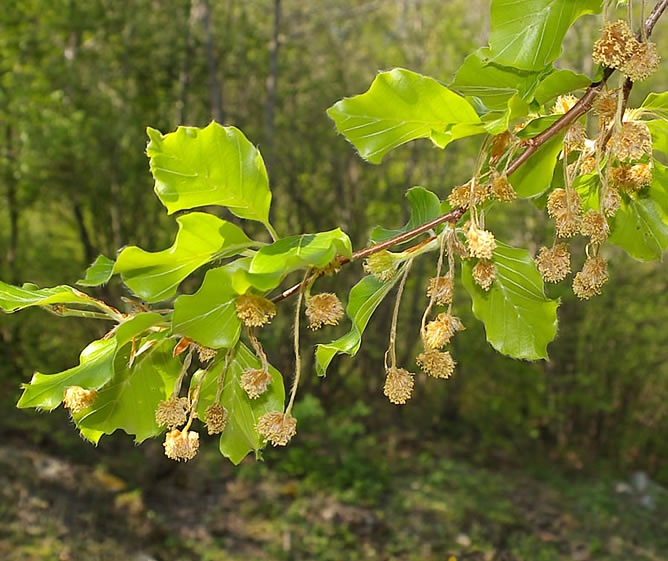 Fiori di Bach - Beech: sviluppare l'empatia e la tolleranza (beech,fiori di bach,adatto,gocce,tolleranza,faggio,carattere) La Porta della Luce