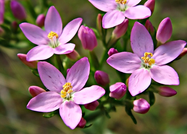Fiori di Bach - Centaury: rafforzare il proprio valore - La Porta della Luce Fiori di Bach - Centaury: rafforzare il proprio valore (missione,semi delle stelle,terra,passaggio,dimensione,stelle,guerriero di luce,luce) La Porta della Luce