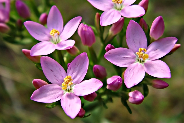 Fiori di Bach - Centaury: rafforzare il proprio valore (centaury,fiori di bach,valore,gocce,rimedio,elenco) La Porta della Luce