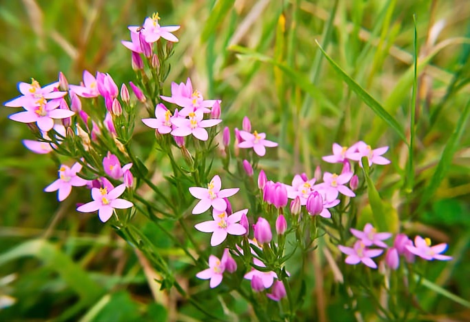 Fiori di Bach - Centaury: rafforzare il proprio valore (centaury,fiori di bach,valore,gocce,rimedio,elenco) La Porta della Luce
