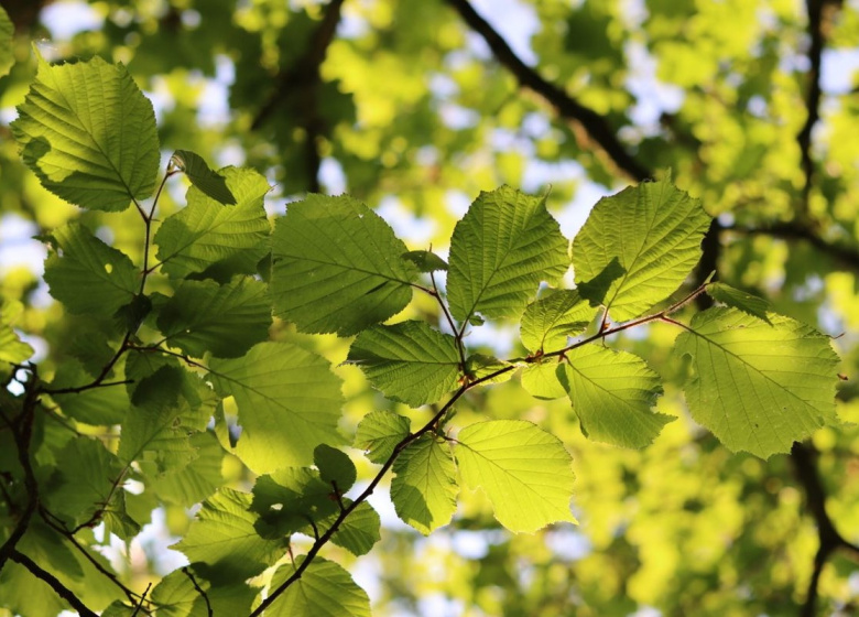 Fiori di Bach - Beech: sviluppare l'empatia e la tolleranza - La Porta della Luce Fiori di Bach - Beech: sviluppare l'empatia e la tolleranza (beech,fiori di bach,adatto,gocce,tolleranza,faggio,carattere) La Porta della Luce
