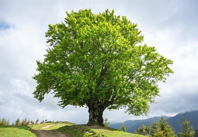 Fiori di Bach - Beech: sviluppare l'empatia e la tolleranza - La Porta della Luce Fiori di Bach - Beech: sviluppare l'empatia e la tolleranza (beech,fiori di bach,adatto,gocce,tolleranza,faggio,carattere) La Porta della Luce