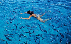 Lemuria e la frequenza del Raggio Acqua-Opalescente (1a parte) - La Porta della Luce Lemuria e la frequenza del Raggio Acqua-Opalescente (1a parte) (lemuria,lignaggio,sirio,pleiadi,raggio opalescente,lignaggio rosa) La Porta della Luce