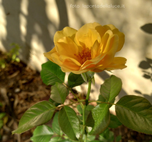 Meditazione per invitare la Luce e purificare il 7° Chakra (audio-meditazione guidata) - La Porta della Luce Meditazione per invitare la Luce e purificare il 7° Chakra (audio-meditazione guidata) (meditazione,chakra,audio,meditazione guidata,settimo chakra,purificare,silenzio interiore,corona) La Porta della Luce