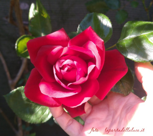 Meditazione guidata - il Raggio di Maria Maddalena: riunificare corpo e spirito (audio) (maddalena,raggio rosso,meditazione,corpo,rosa,cristico,cuore,audio,maria maddalena,provenza) La Porta della Luce