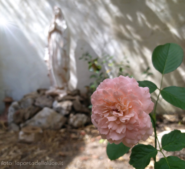 Il lavoro spirituale e l'importanza di non arrendersi (aspen,gocce,paura,fiori di bach,rimedio floreale,fiore) La Porta della Luce