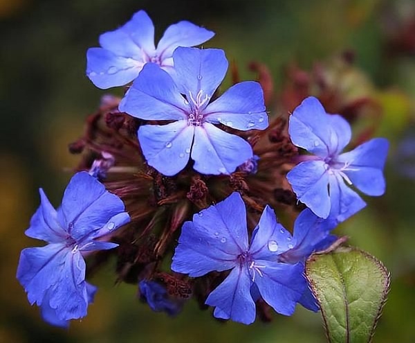 Fiori di Bach - Cerato: superare i dubbi e attingere alla propria saggezza interiore - La Porta della Luce Fiori di Bach - Cerato: superare i dubbi e attingere alla propria saggezza interiore (meditazione,chakra,audio,meditazione guidata,settimo chakra,purificare,silenzio interiore,corona) La Porta della Luce