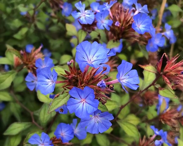 Fiori di Bach - Cerato: superare i dubbi e attingere alla propria saggezza interiore - La Porta della Luce Fiori di Bach - Cerato: superare i dubbi e attingere alla propria saggezza interiore (cerato,fiori di bach,saggezza,gocce,intuizione,mancanza di fiducia) La Porta della Luce